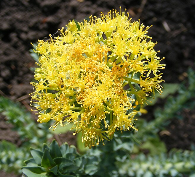 File:Rhodiola rosea flowers.JPG