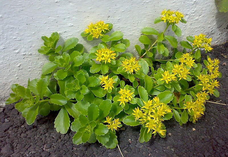 File:Rhodiola rosea 140720086571rosenrot.jpg